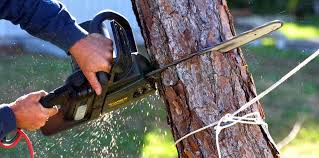 Best Arborist Consultation Services  in Forest City, FL