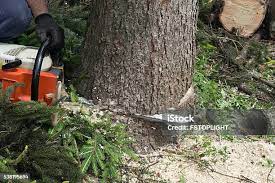 Best Root Management and Removal  in Forest City, FL
