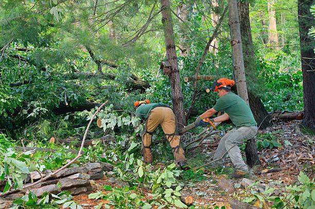 Lawn Watering Services in Forest City, FL