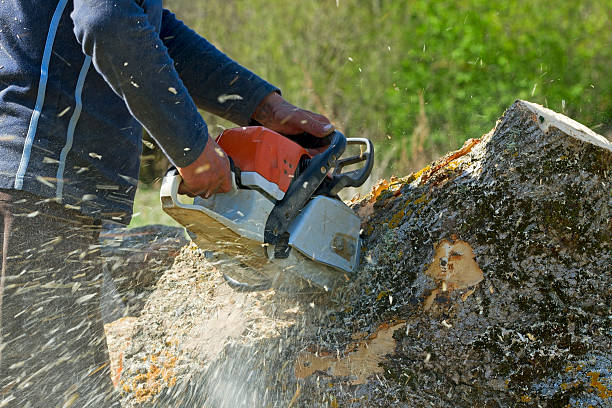 Best Tree Disease Treatment  in Forest City, FL