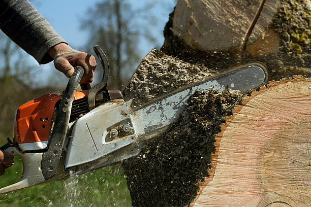 Best Storm Damage Tree Cleanup  in Forest City, FL