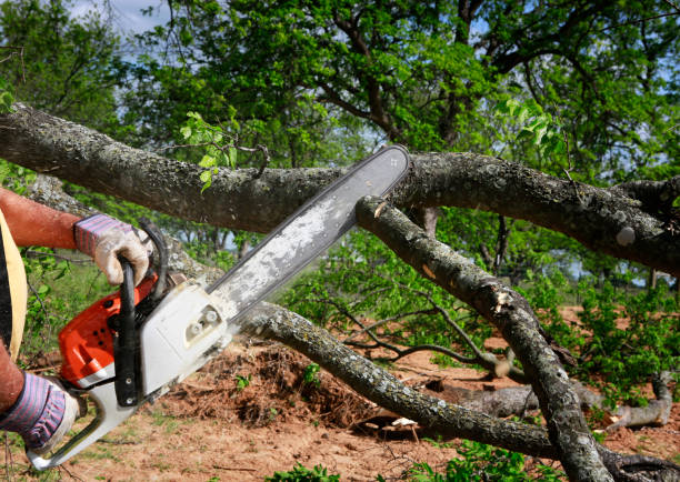 Best Weed Control  in Forest City, FL